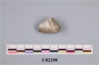 藏品(珊瑚化石)的圖片